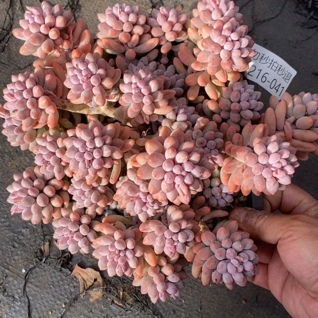 勿秒拍秒退 216-041婴儿手指