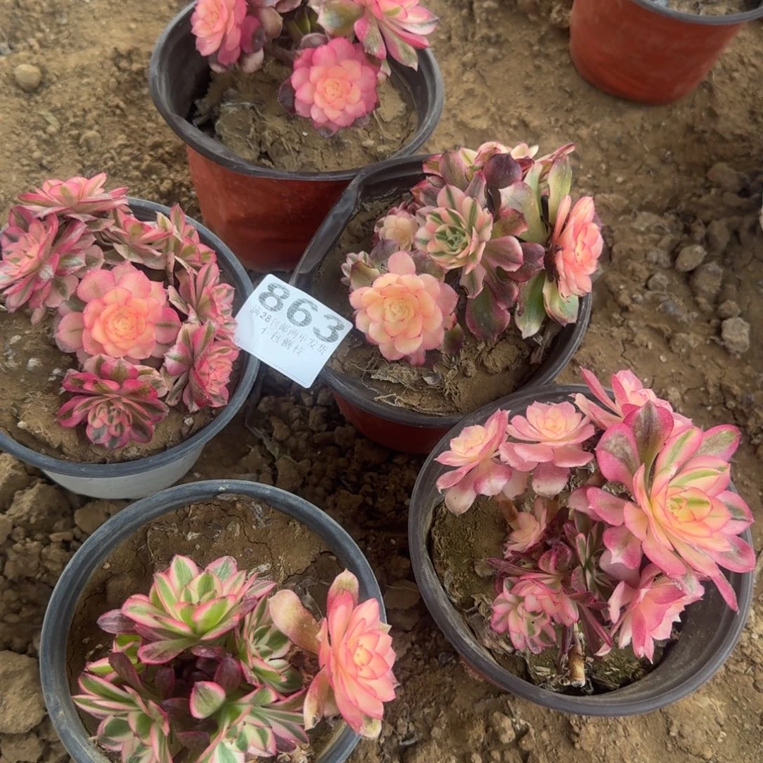 863号5颗倾城母本处理不包损