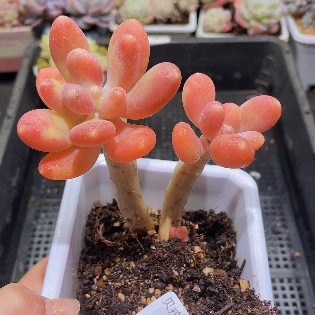 726 精品多肉一物一拍