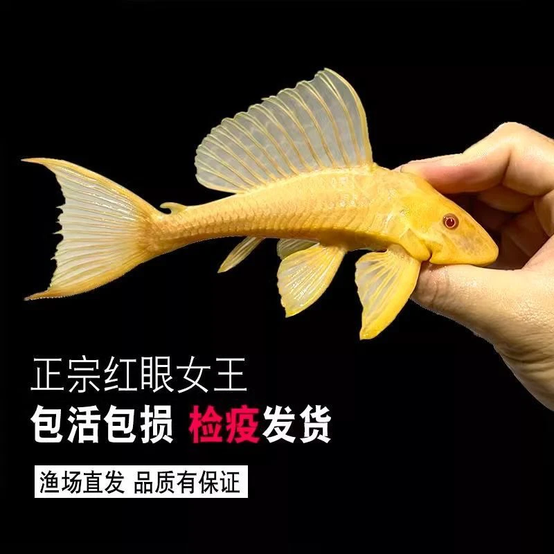 【红眼女王大帆】清道夫热带观赏鱼清洁鱼缸除藻吃青苔粪便