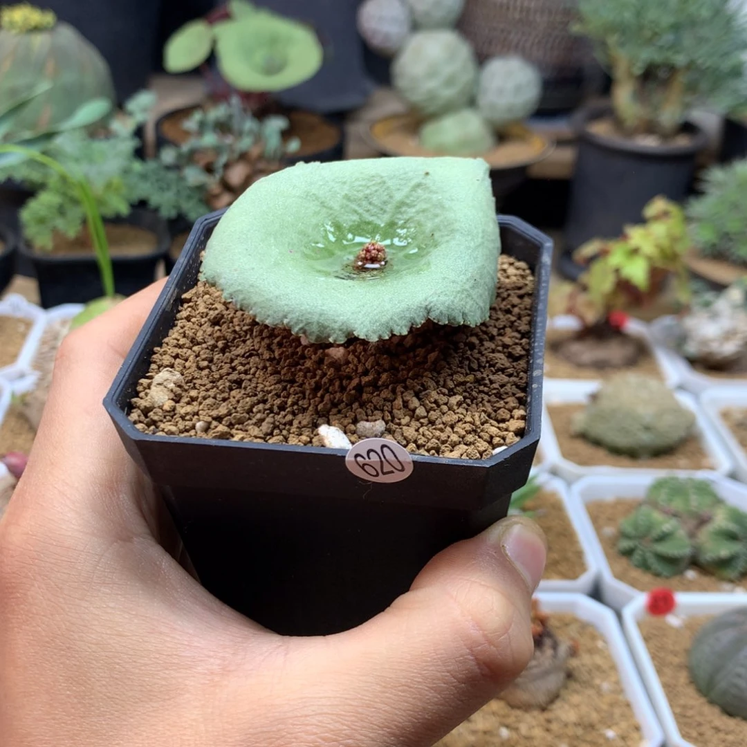 小酒杯小雨伞带盆620