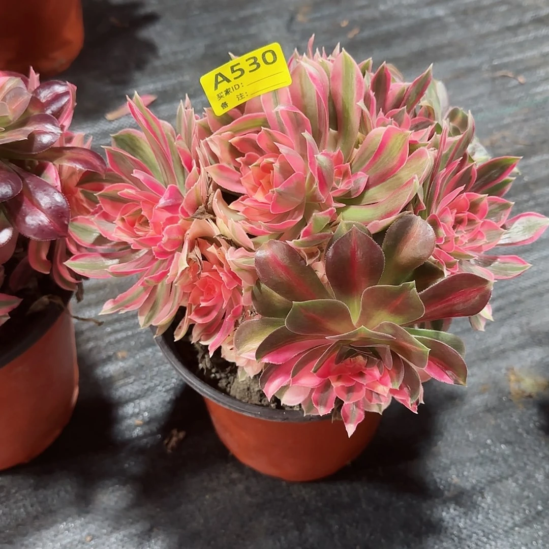 辉*女神法师多肉植物530
