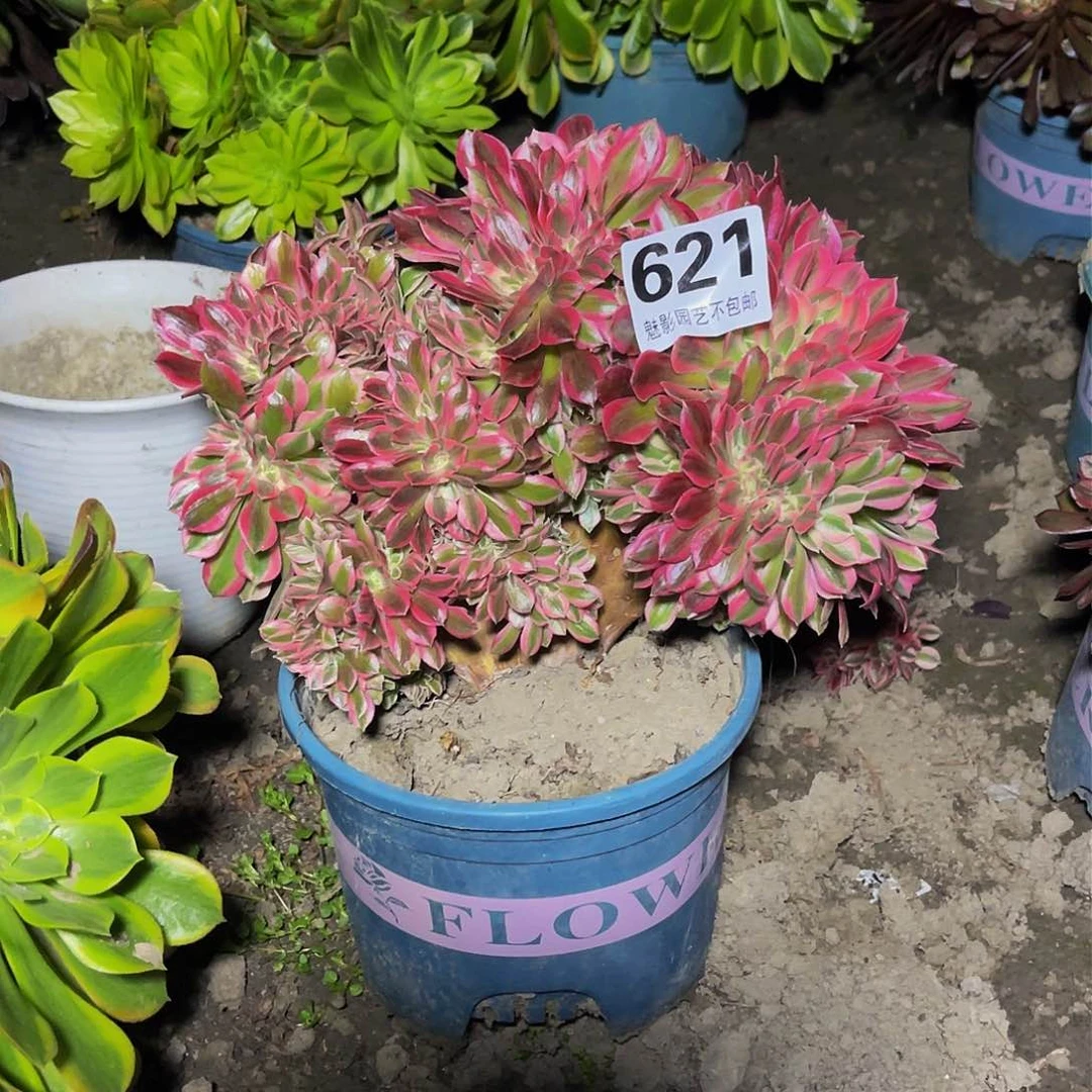 法师法师15-19包邮法师