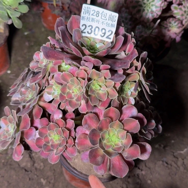 23092夕阳多肉植物