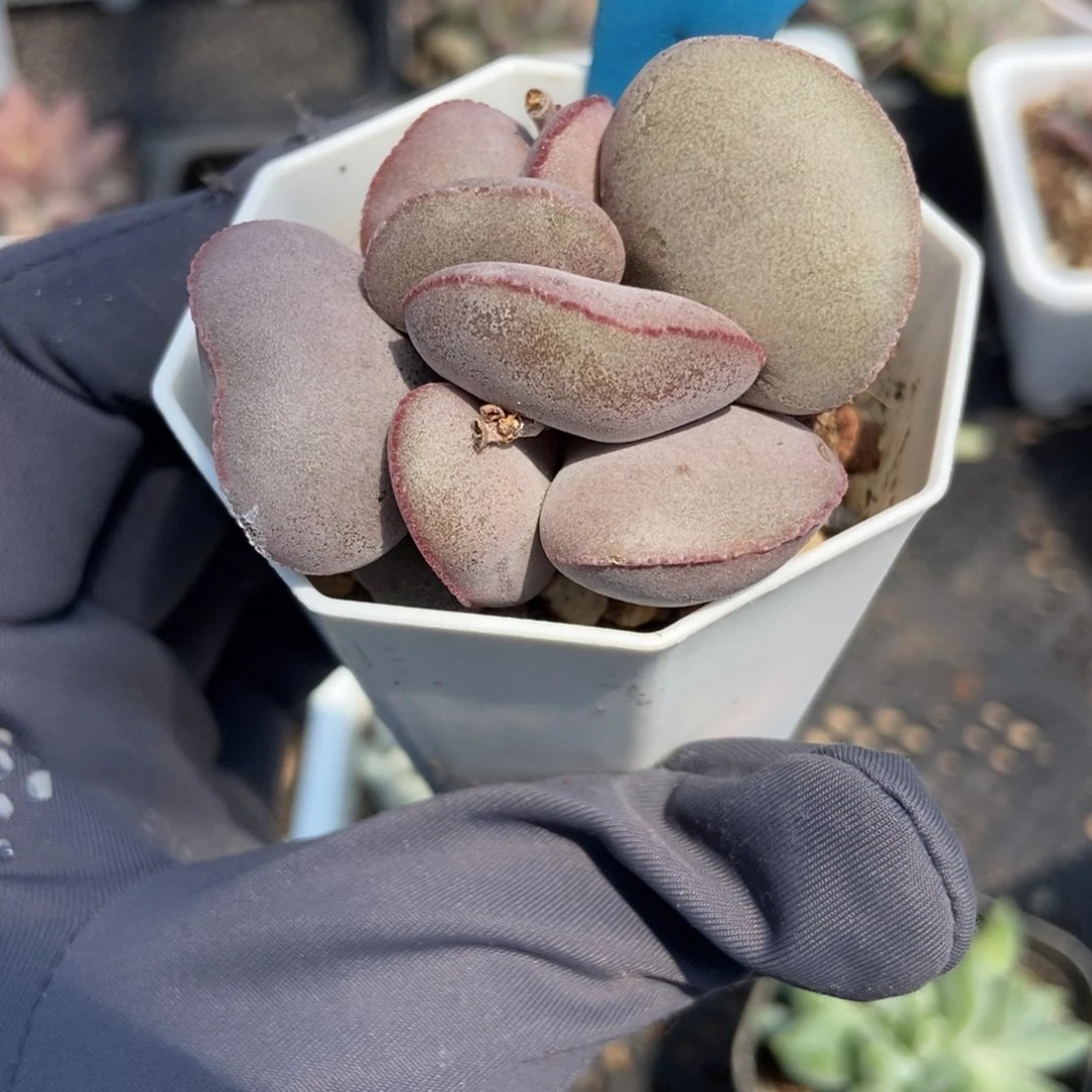 7065红蛋多肉植物保护