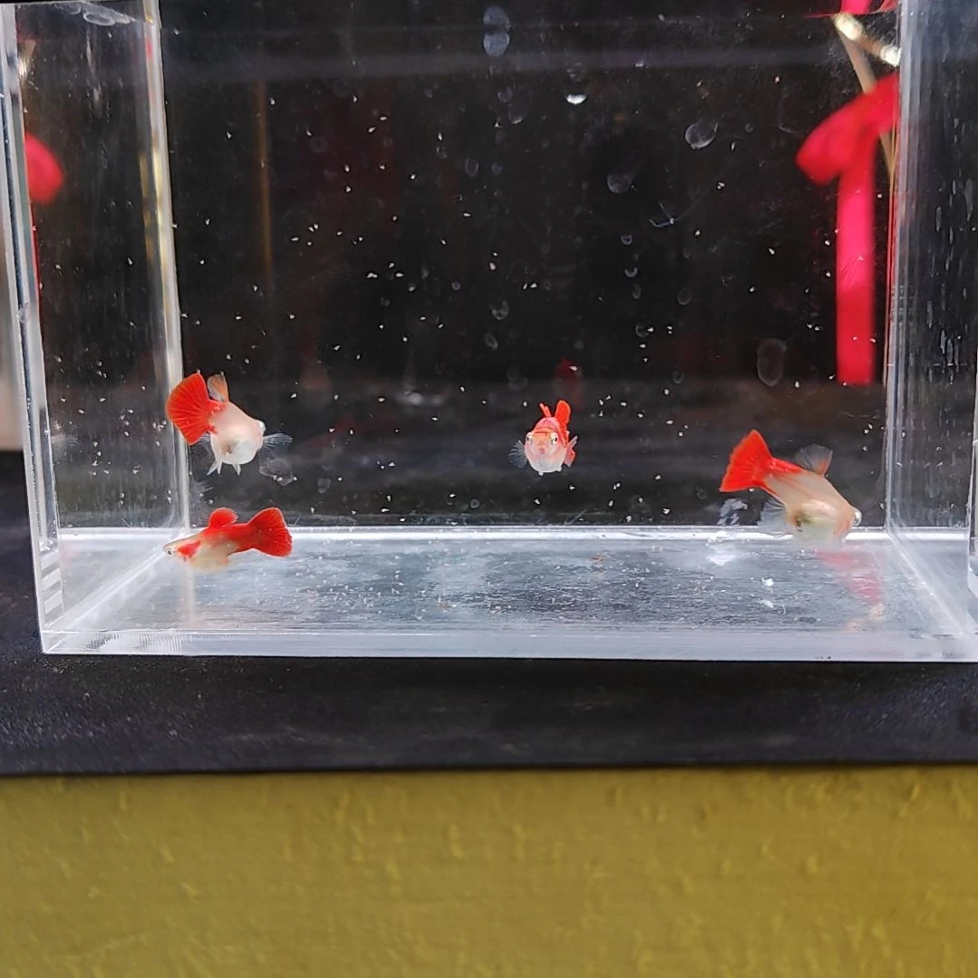 孔雀鱼编号38黄化深海蓝