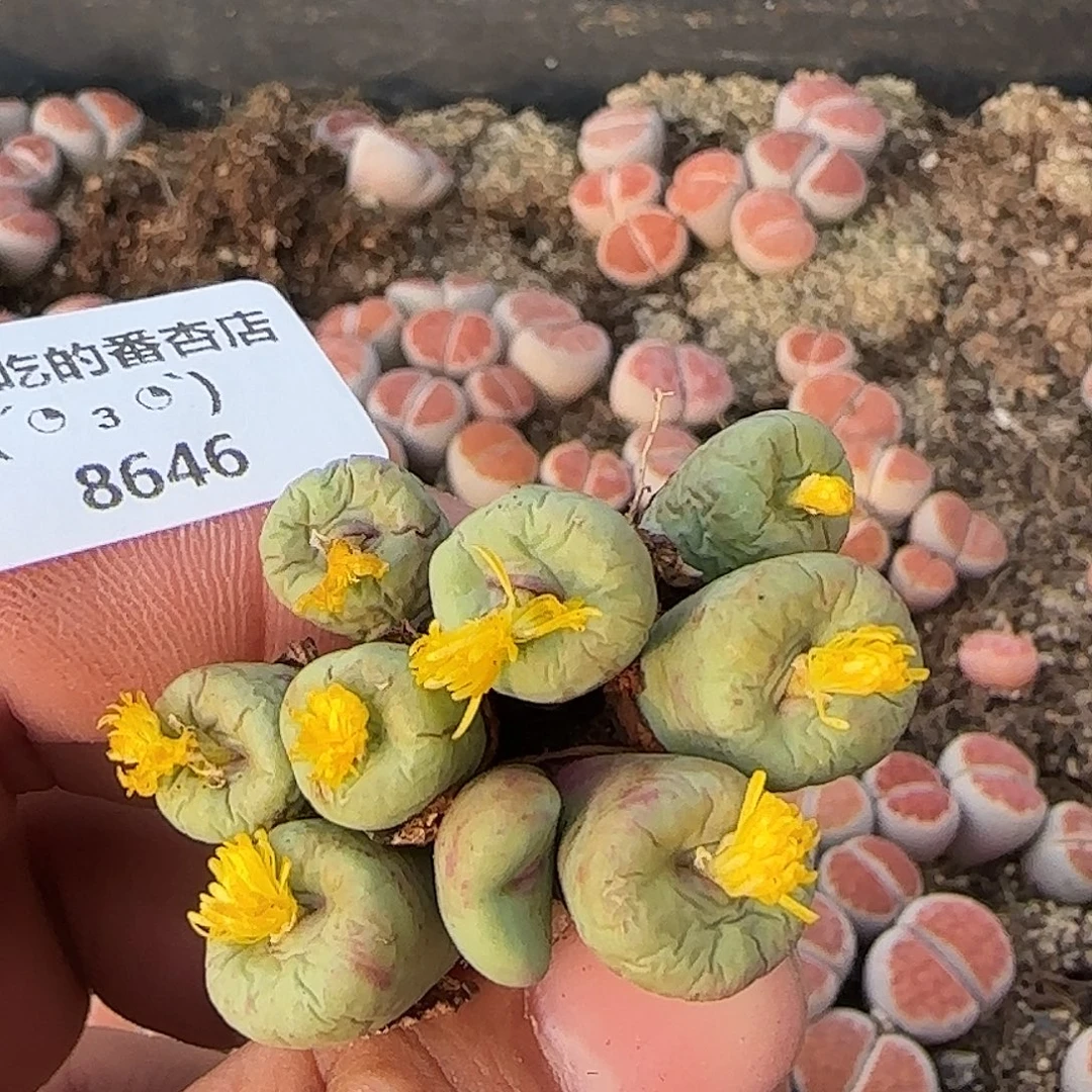 8646。默认脱土。18包邮。偏远88包邮