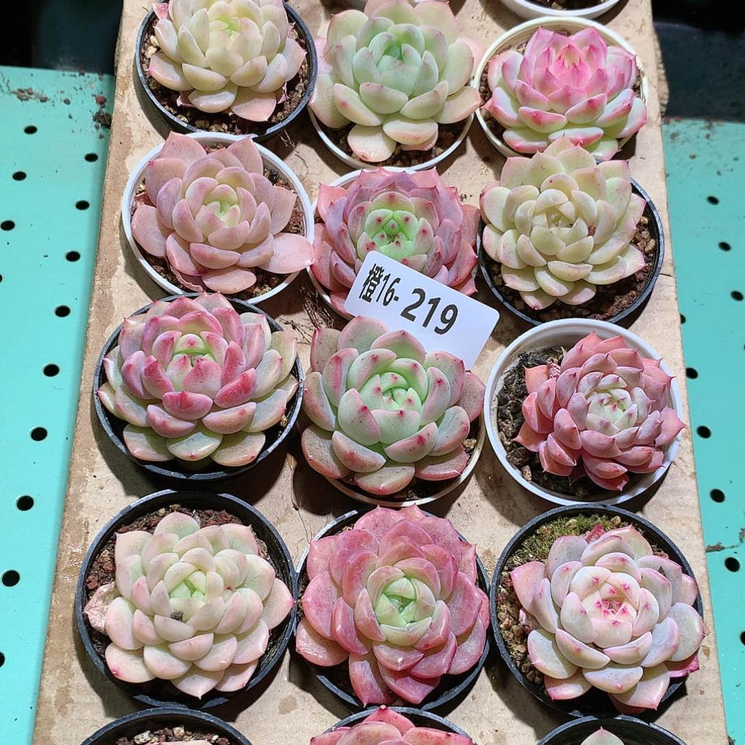 16-219一物一拍带盆18颗