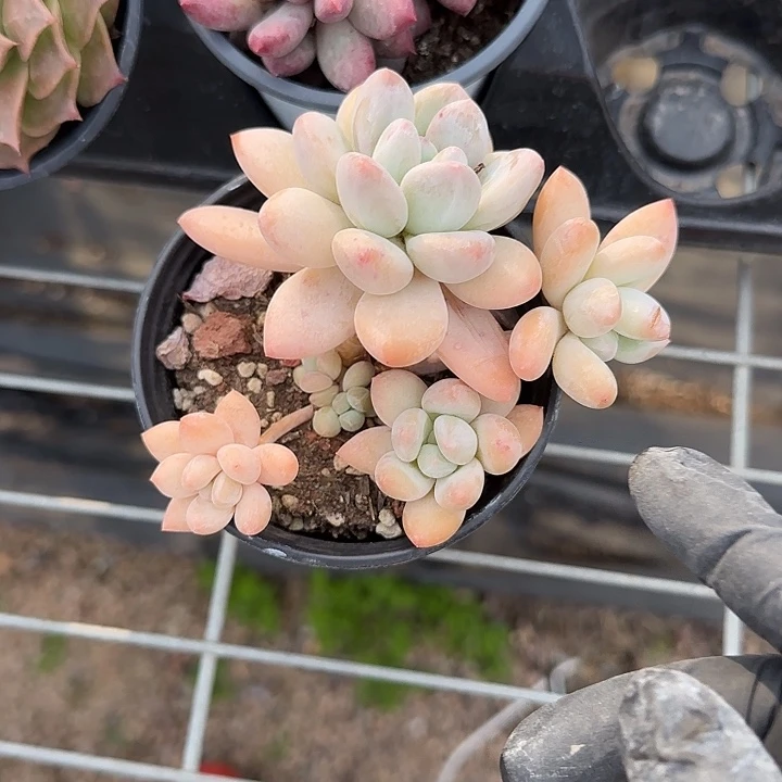 青蛙王子儿童111