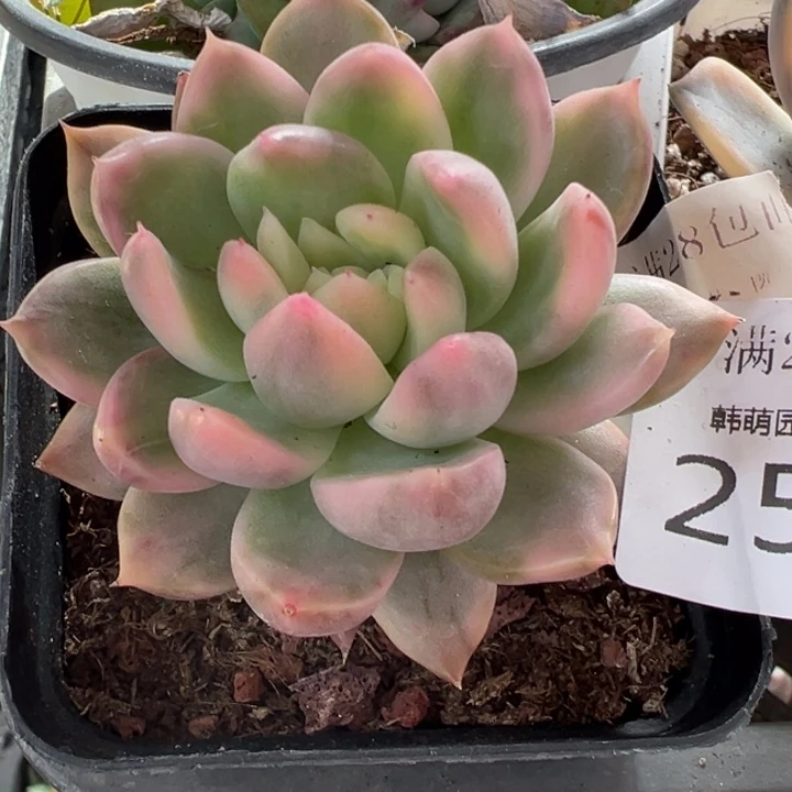 卡门锦多肉植物2517