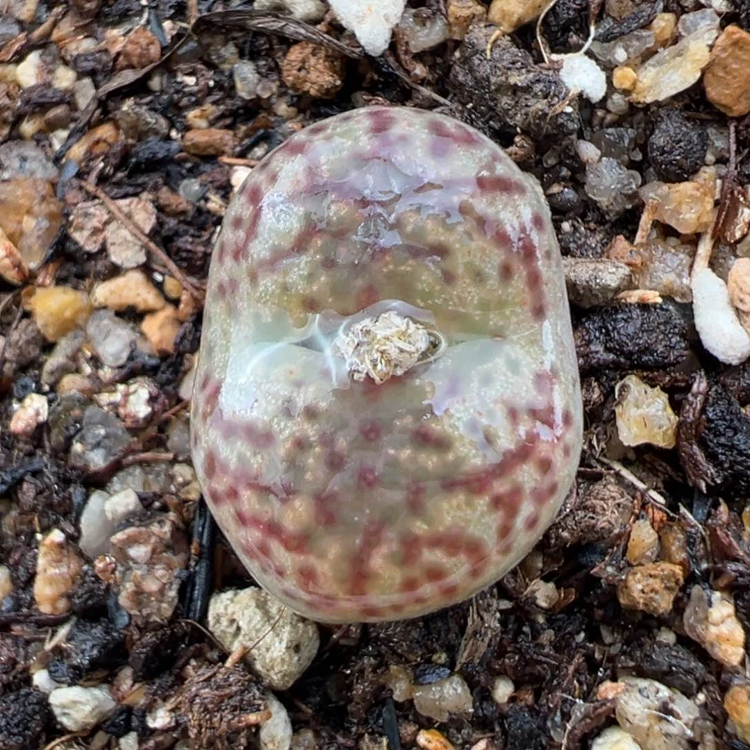 1.23好看的多肉434