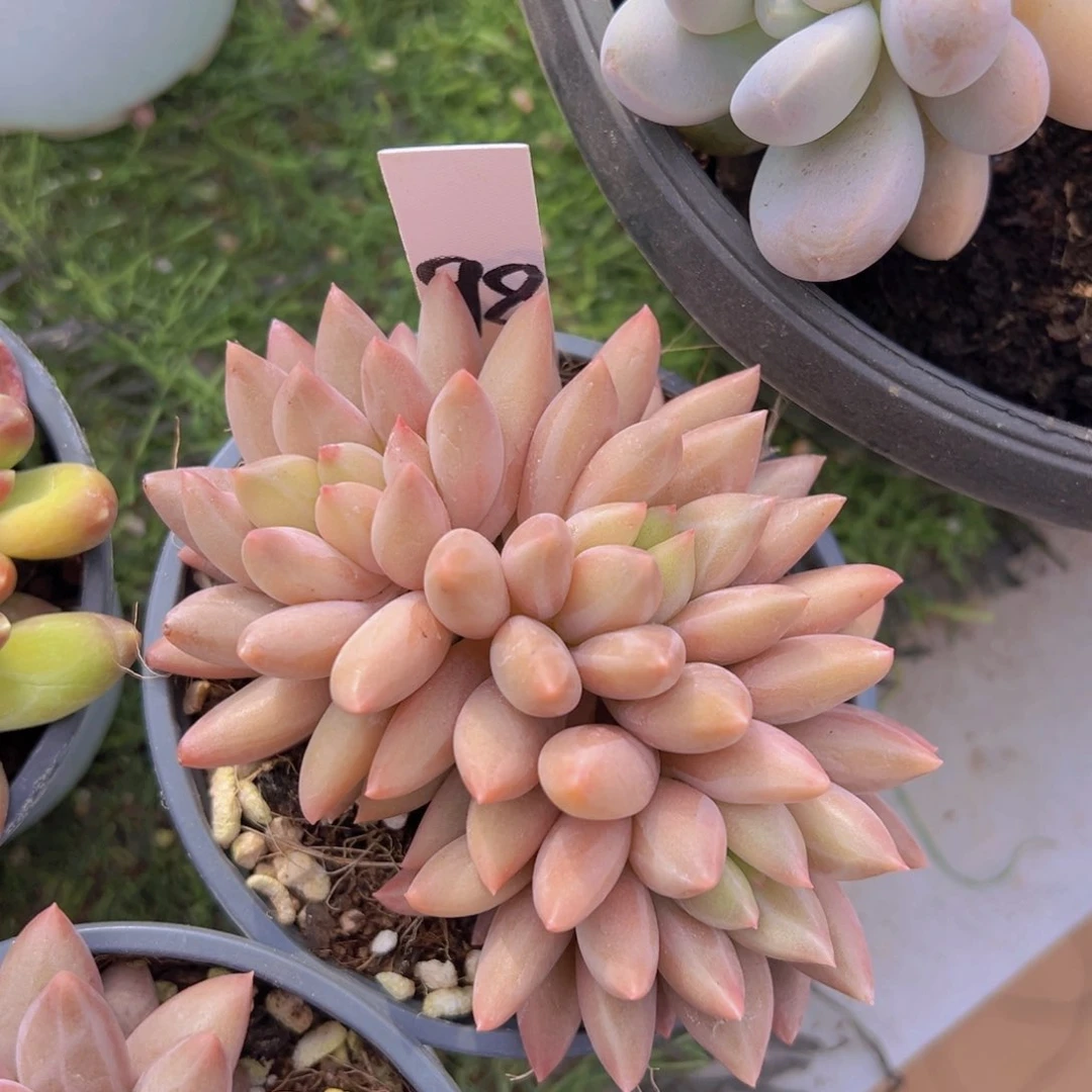 香玉的故事是一个人的故事吗笑