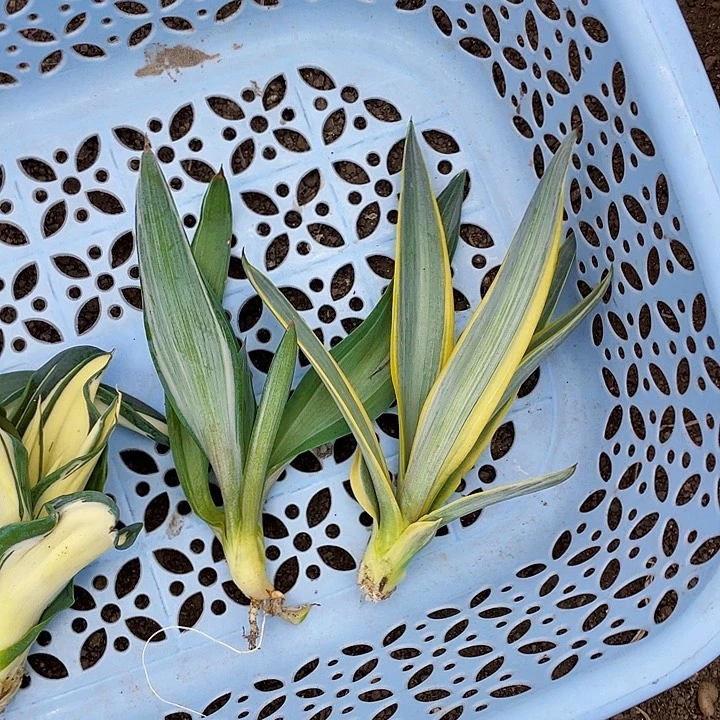 杨***，完全开放银河块银