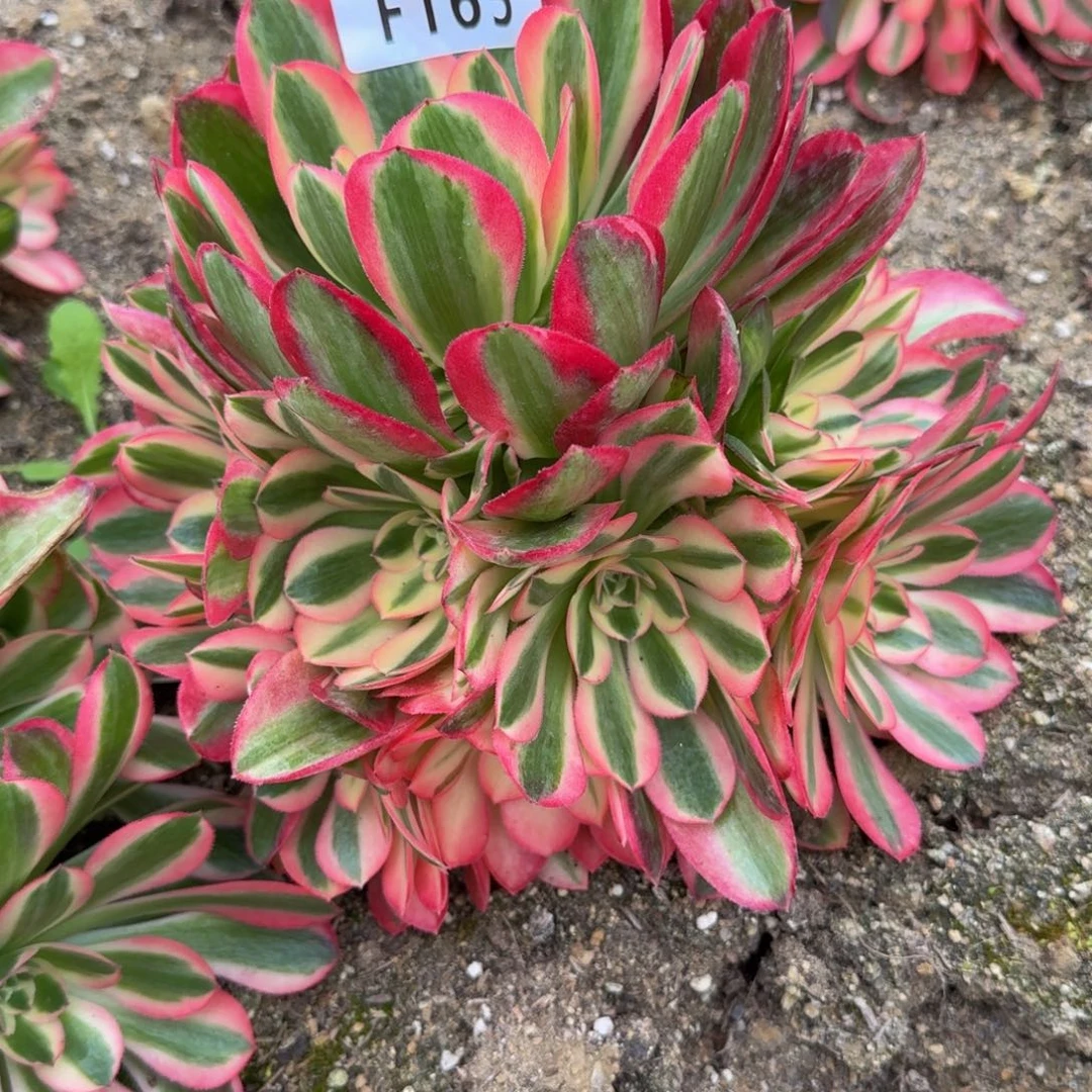 165女巫。多肉植物