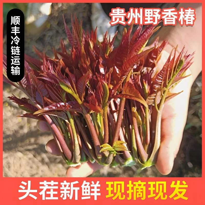 【顺丰包邮】贵州新鲜香椿芽头茬嫩芽露天蔬菜应季现摘现发