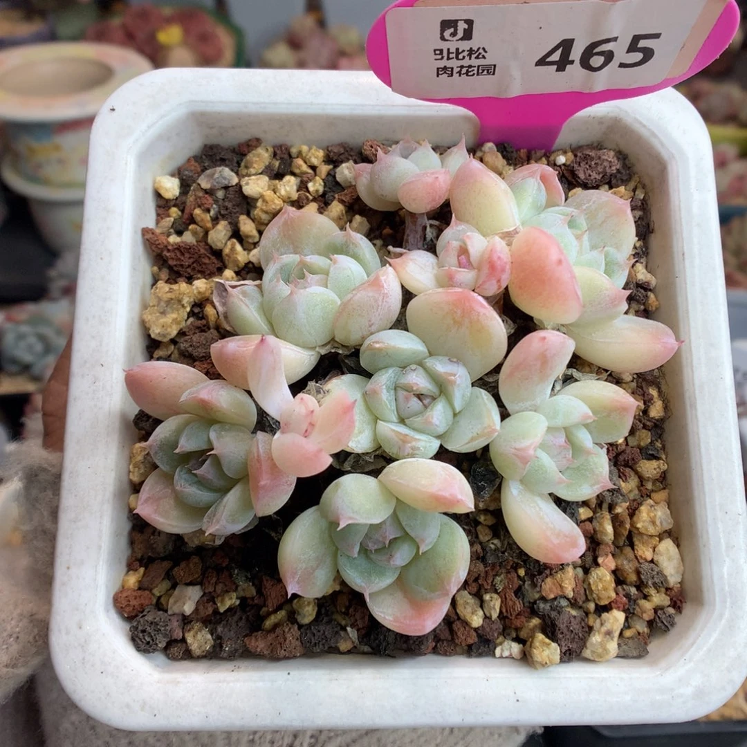 465胖虎多肉植物一颗