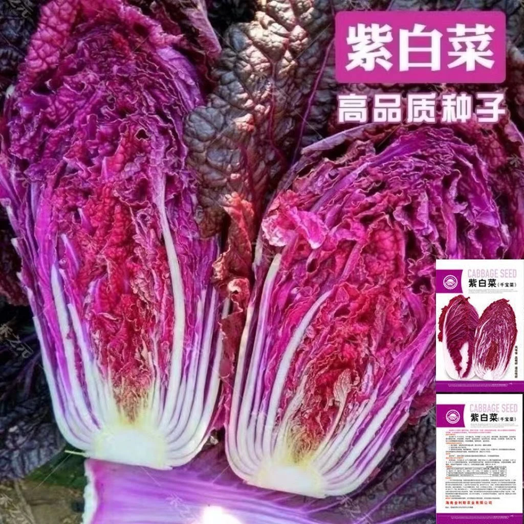 紫白菜种子紫罗兰白菜里外紫色大白菜四季农家菜园可播植蔬菜种子