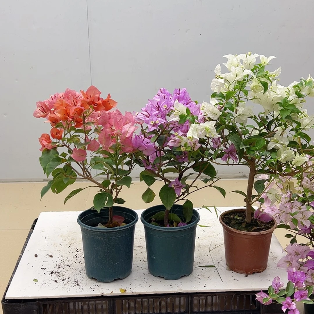 大部分花苞少量开放不甜西瓜，雪紫，白雪公主组合