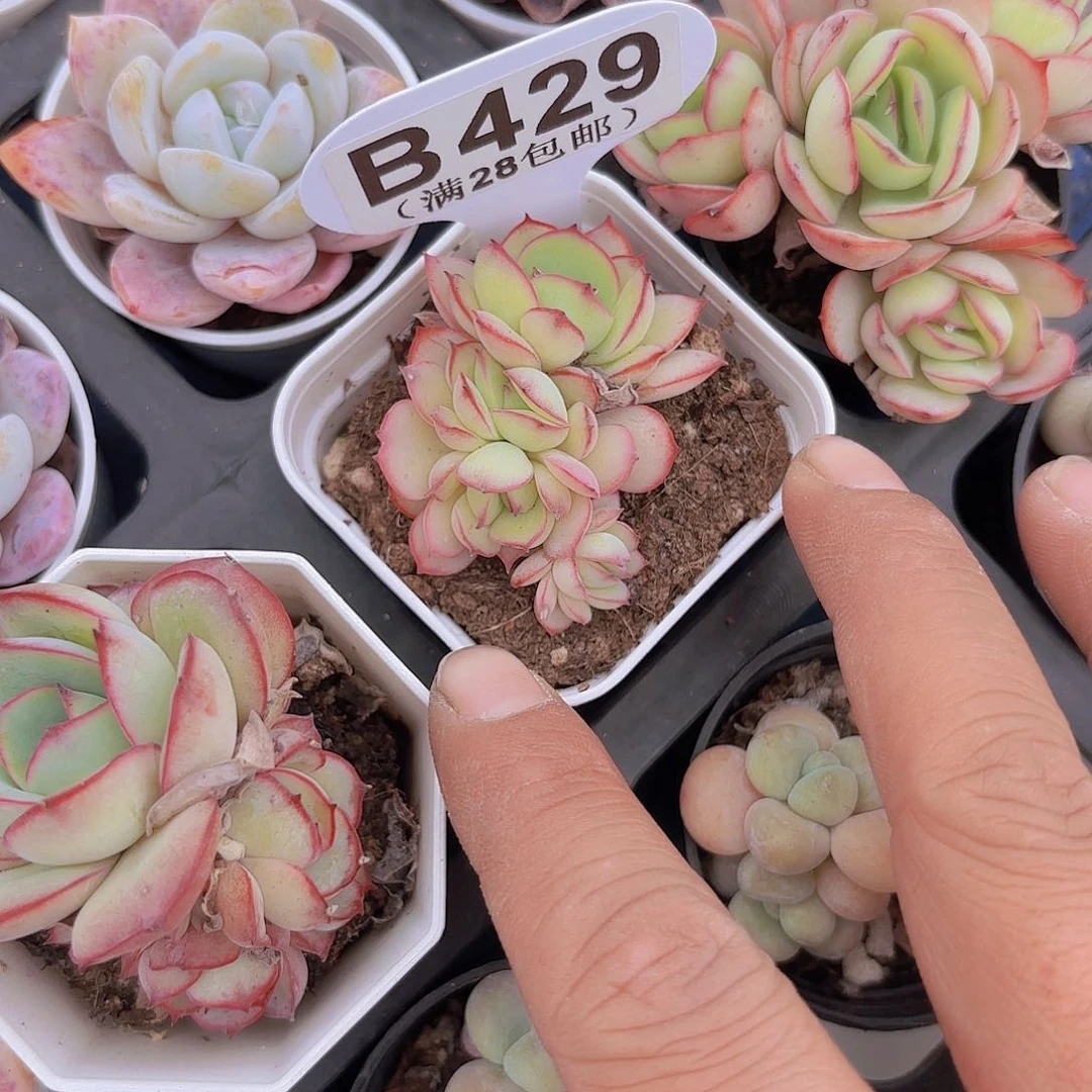 B429牡丹亭一物一拍