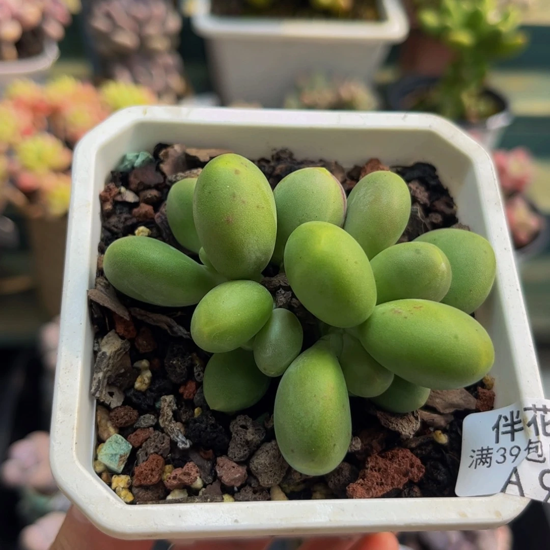 986芒果奶苗5cm多肉