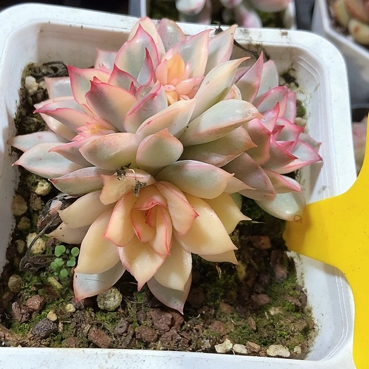 多肉植物女神恋锦616