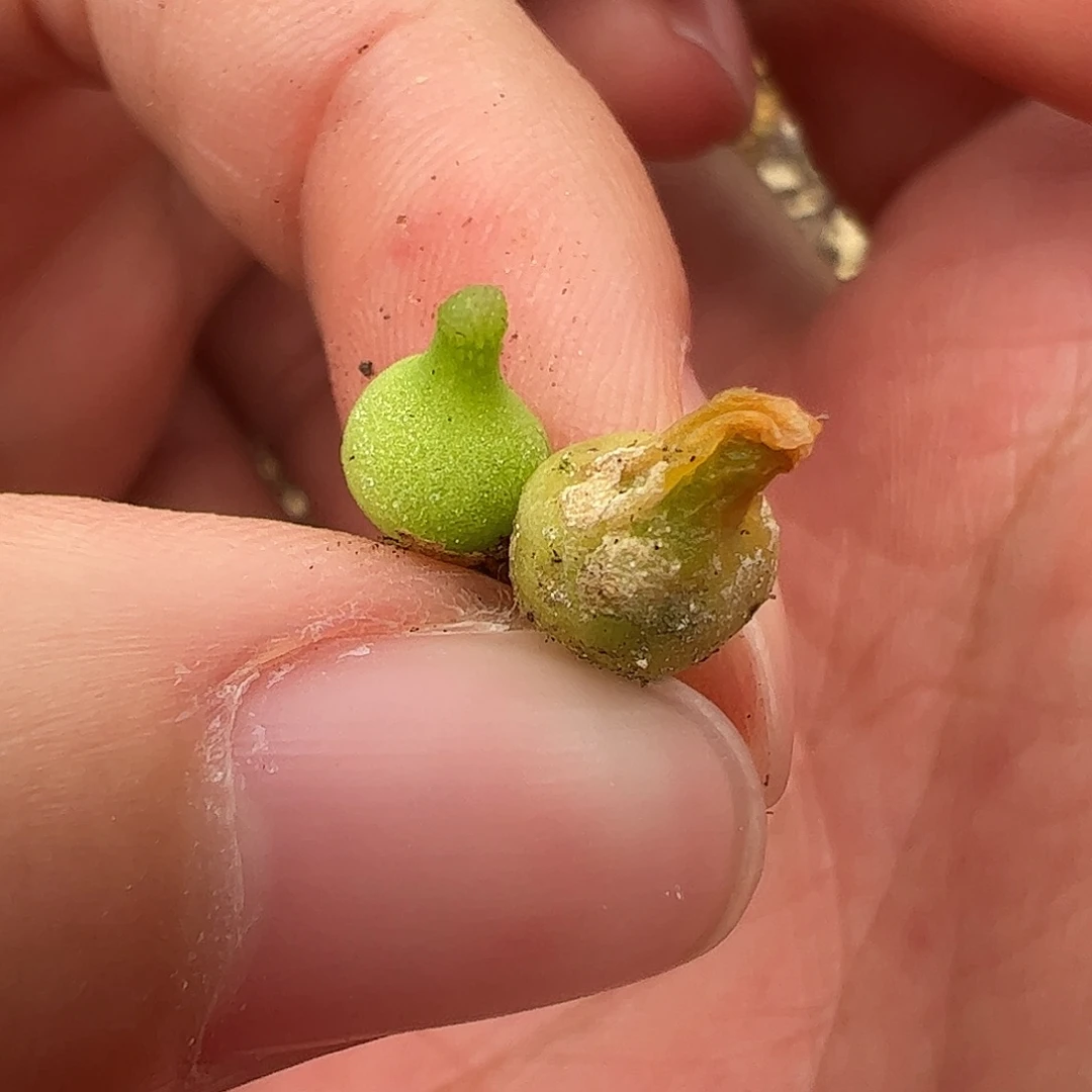 0000量拍小葫芦2颗小体型