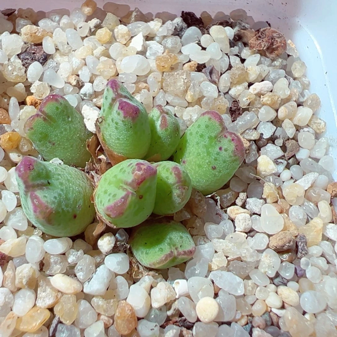 529-655多肉的斑马632