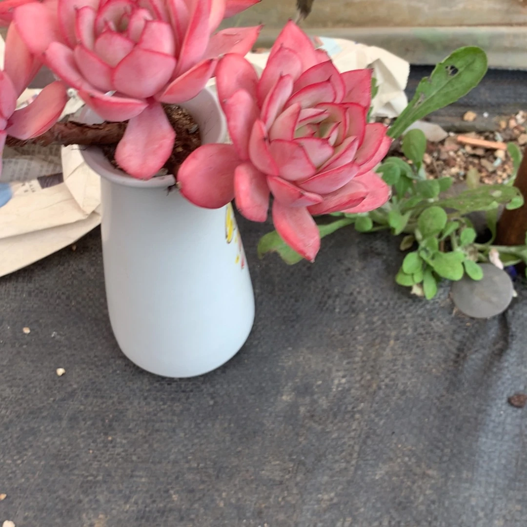 红陶魅**?中有这样一些问题也会给