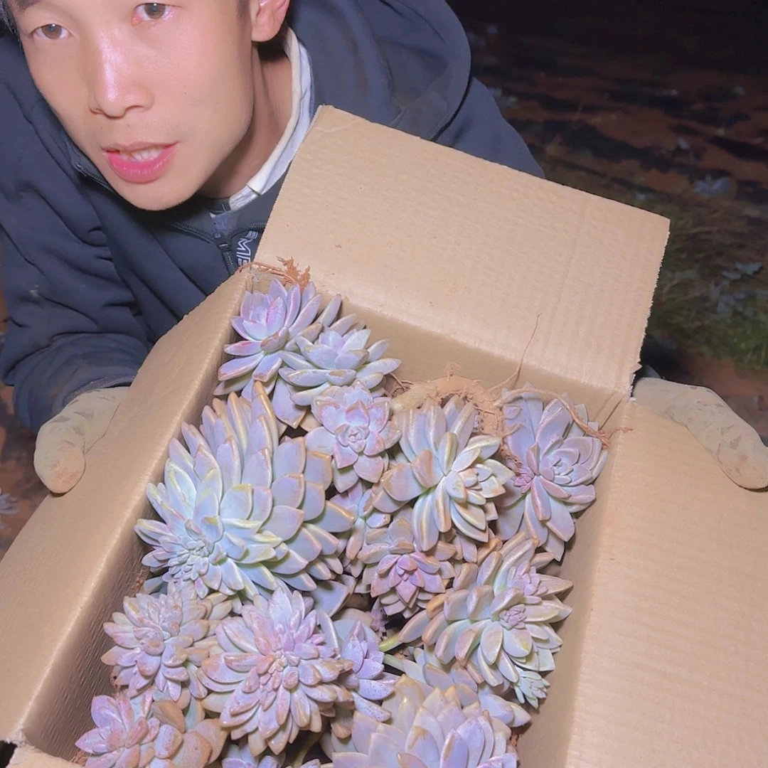 箱拍淡雪多肉轻微断肢不售后看好在拍