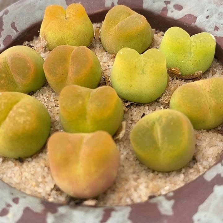 拉登杂交一颗一颗