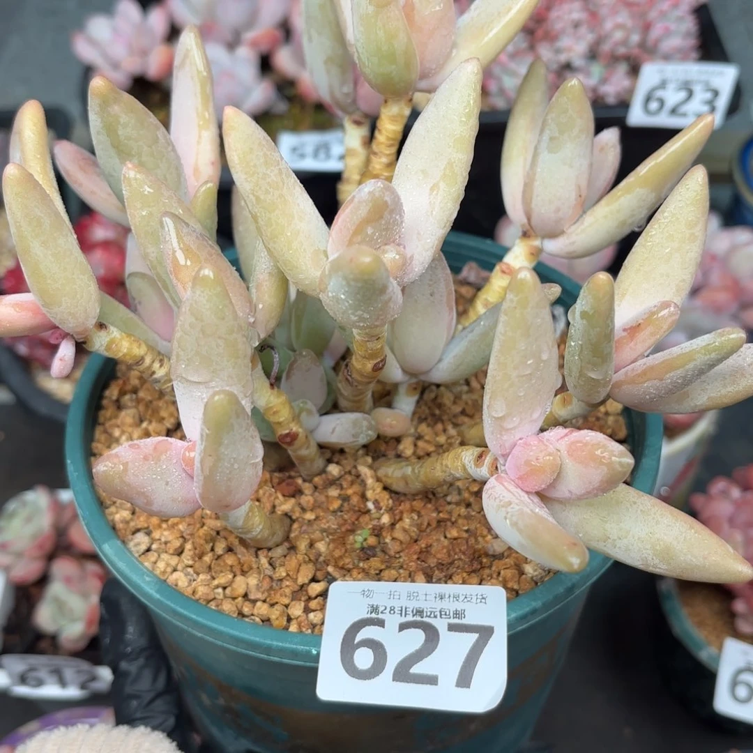 企鹅多肉无盆土发货