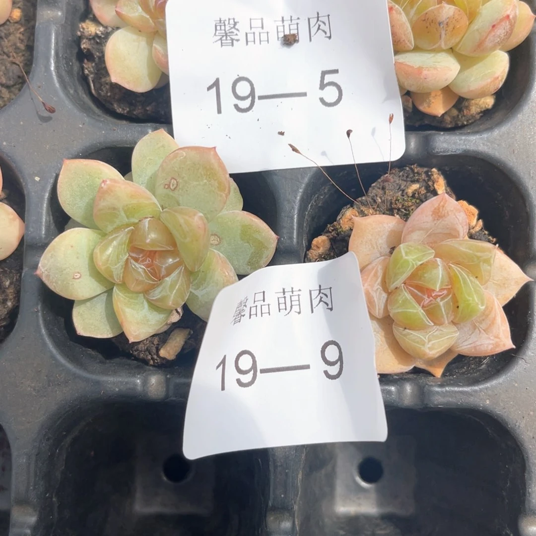 十七亩一物一拍19-9