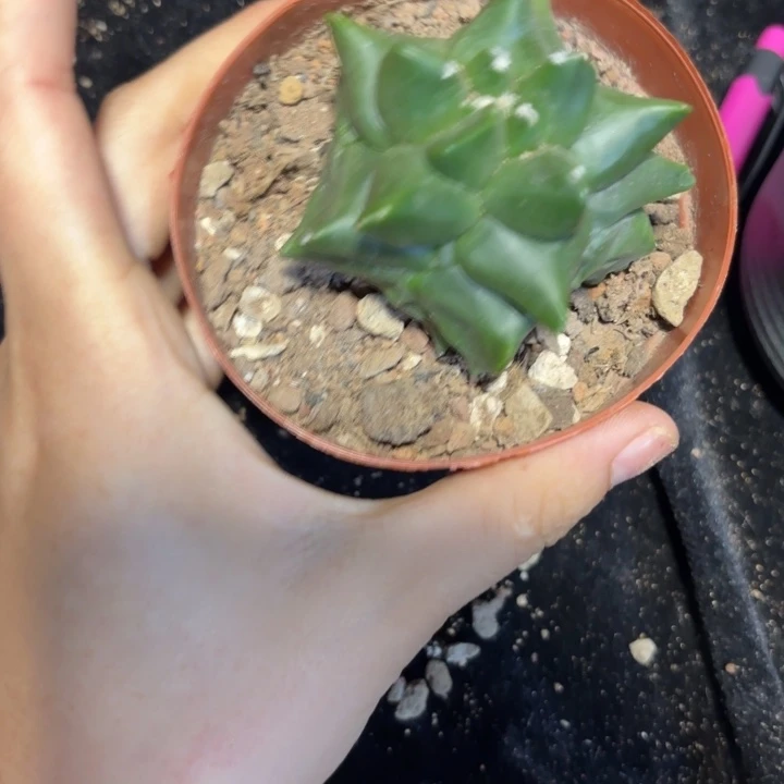 精品品相直观如图