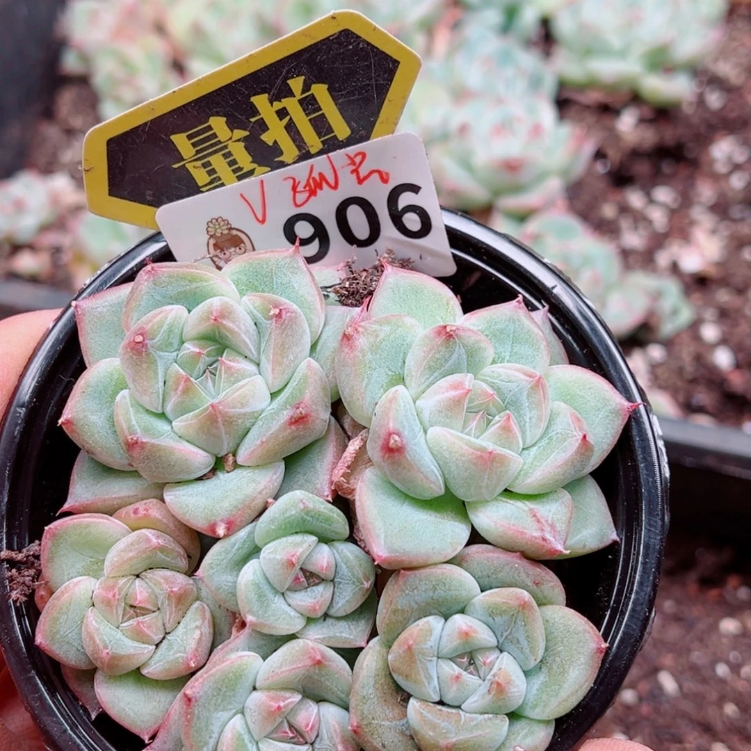 多肉植物多肉植物
