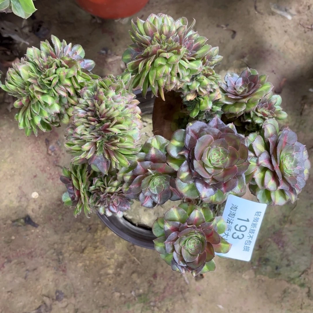 193抹茶缀化多肉植物