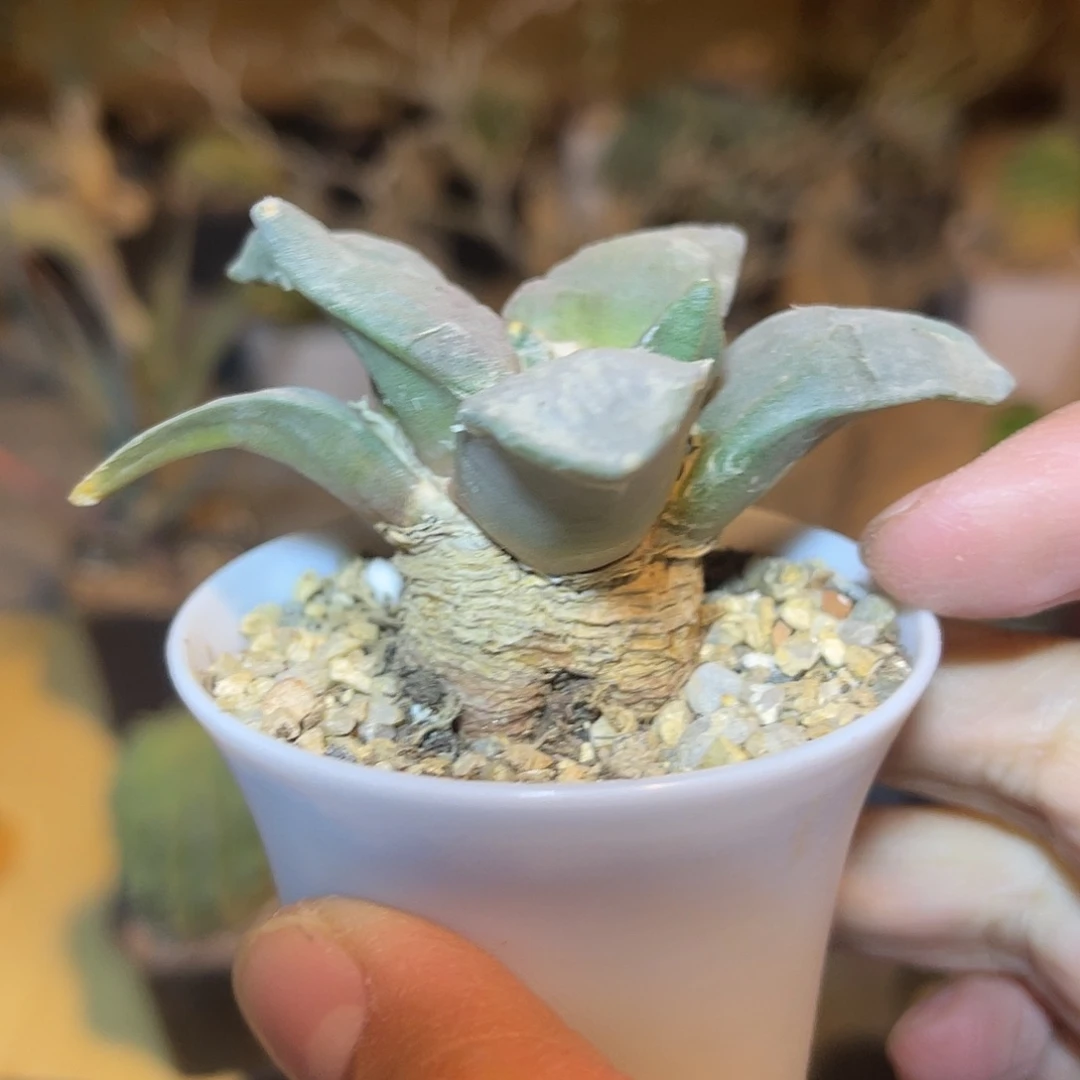 实生青瓷岩牡丹一物一拍