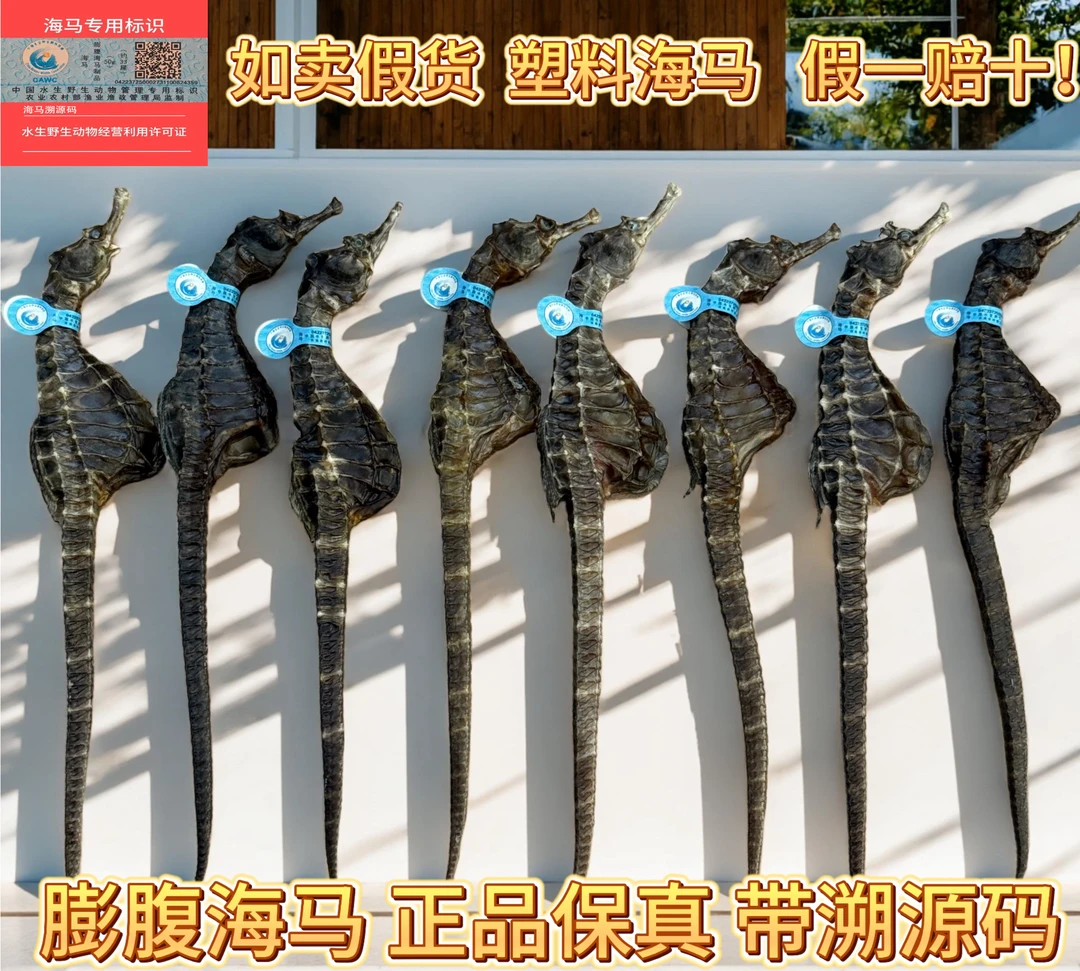 3-4g/条精选优质自然晒干海马干带溯源码煲汤泡酒滋补