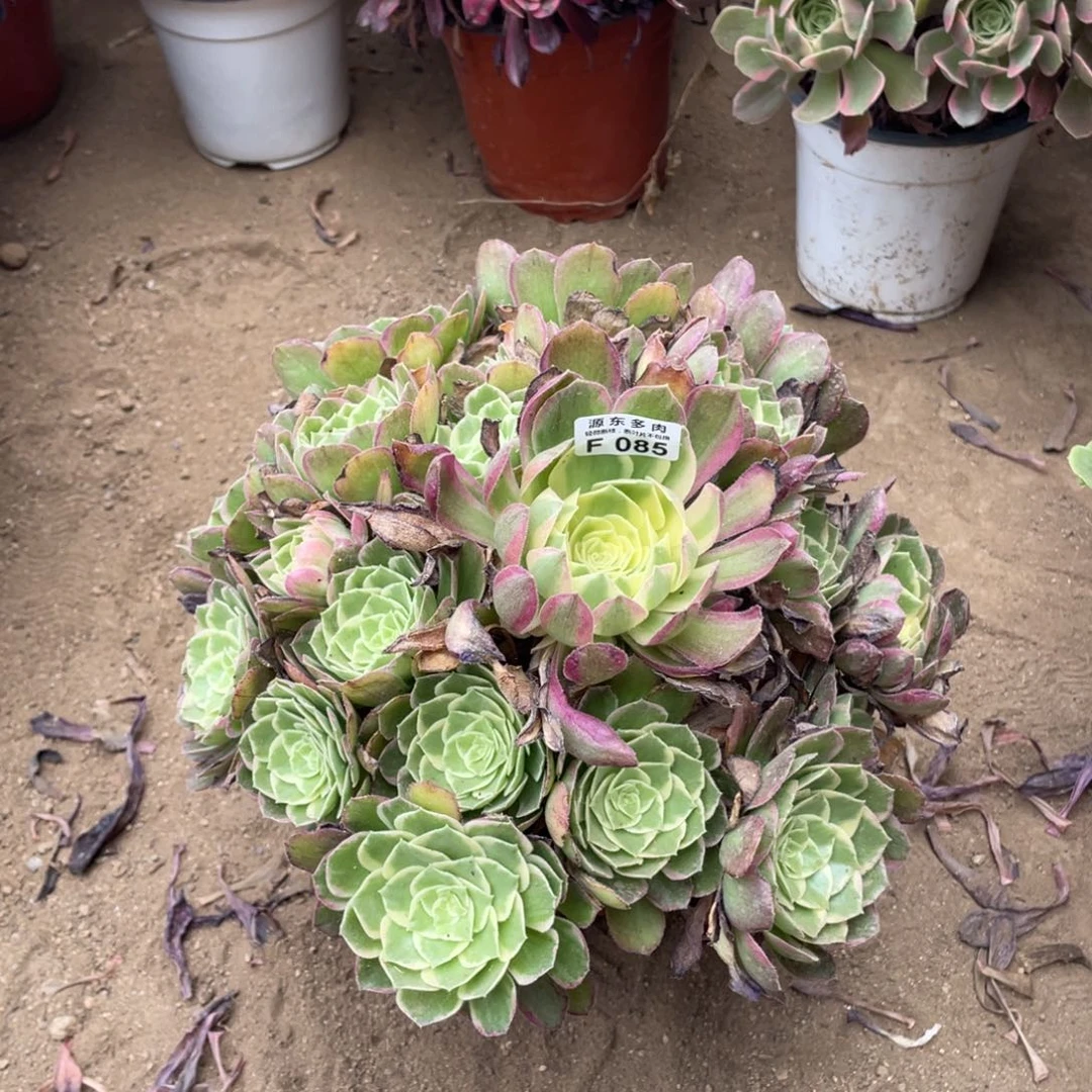 085水蜜桃多肉法师断枝不包