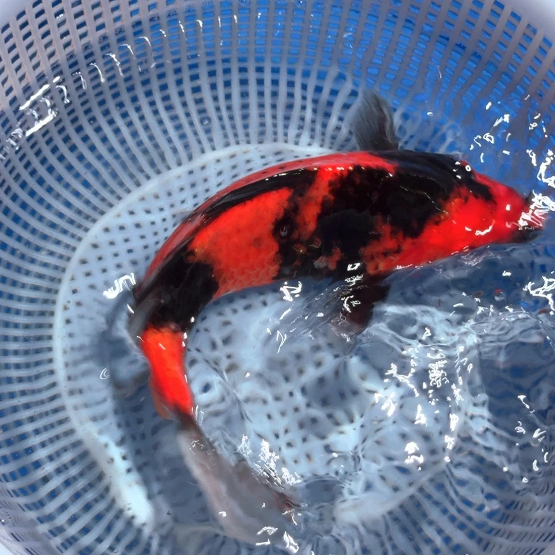 锦鲤精品甄选血统锦鲤