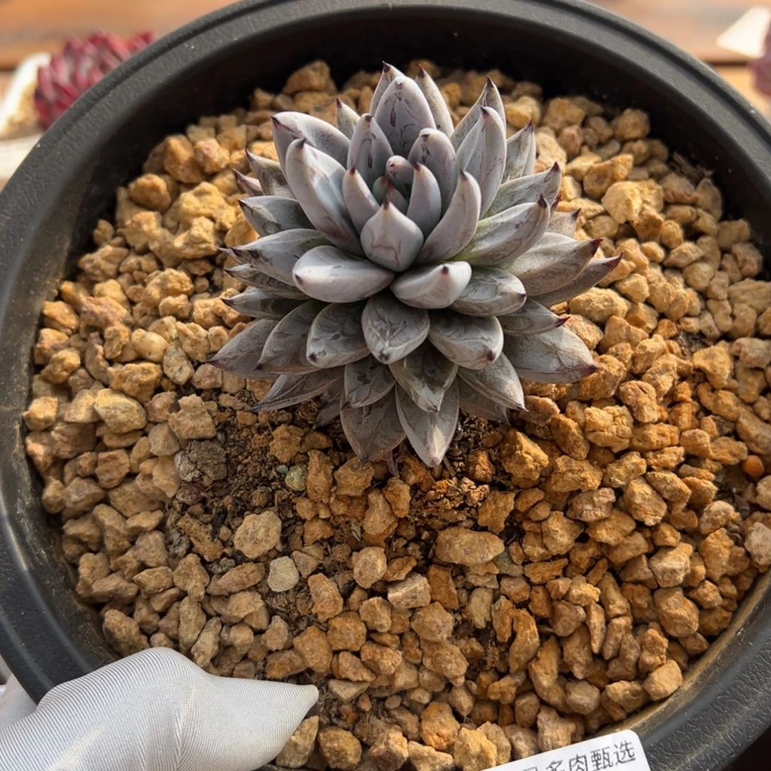 张张精品多肉甄选333