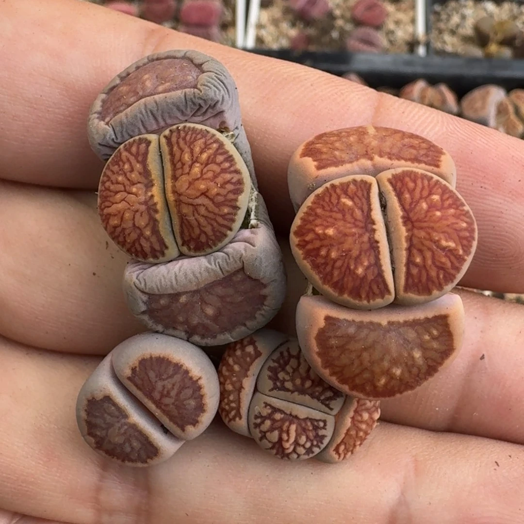 坏*G559美菊三年多肉