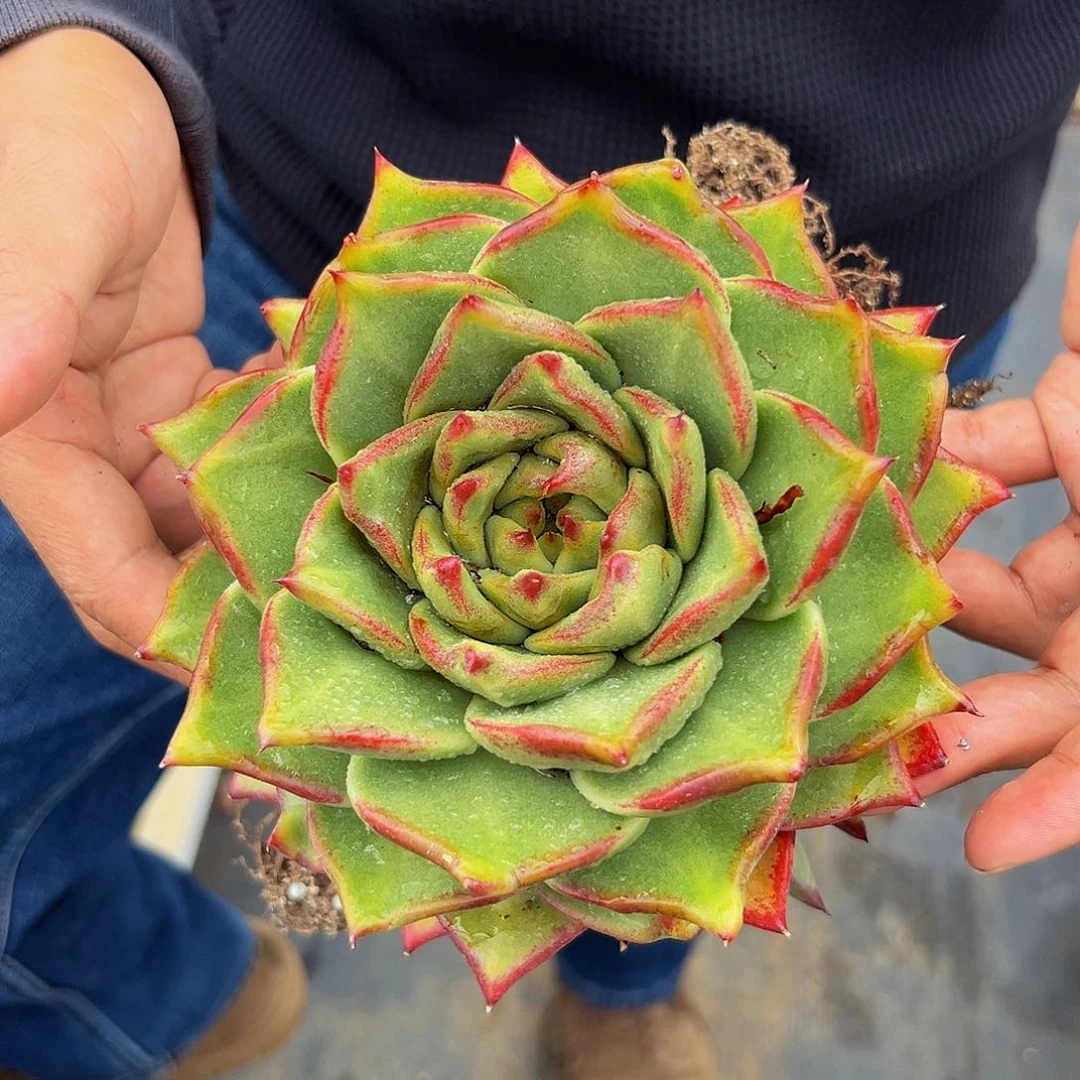 多肉一物一拍0623-38