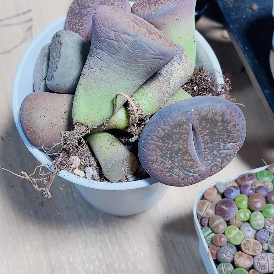 生石花新手好养的