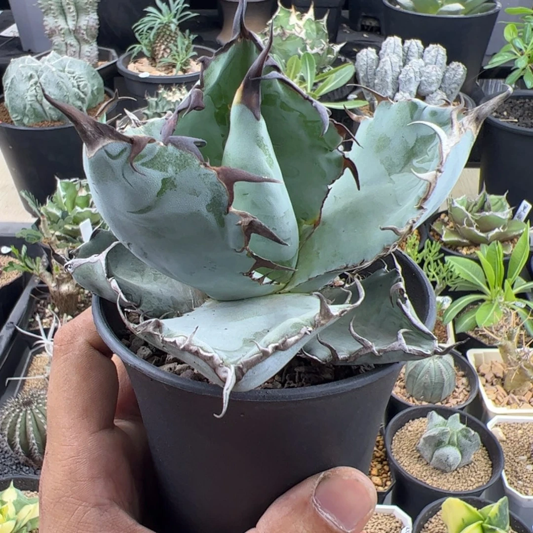 蓝鲸龙舌兰12一物一拍