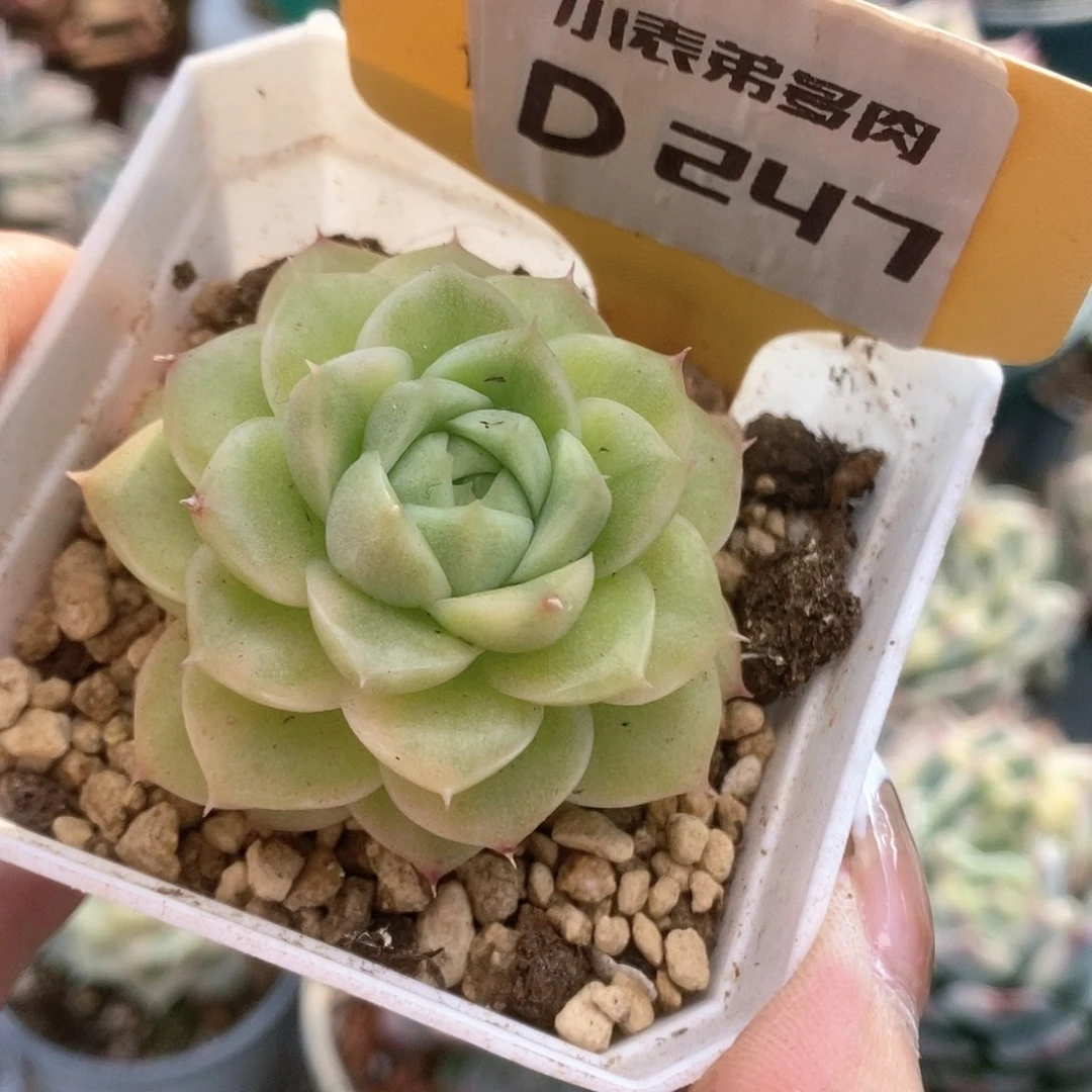 247麦杆锦锦锦锦锦锦