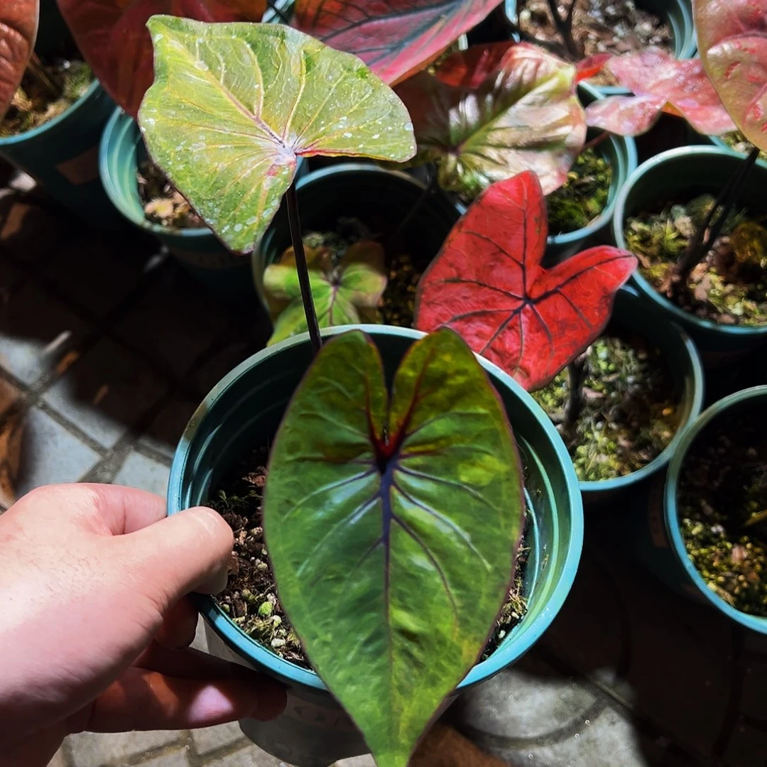 完全开放6087泰彩