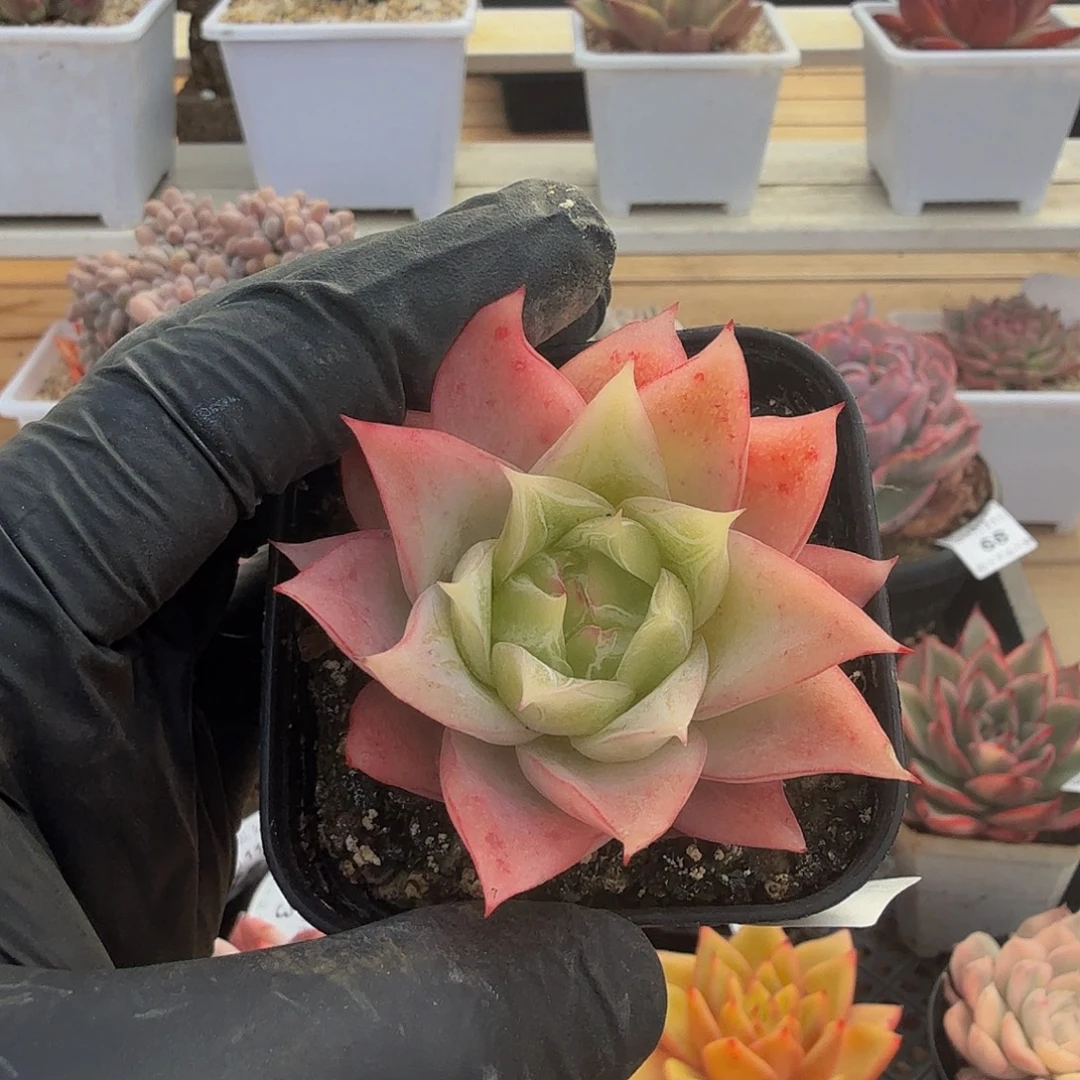 1111-78冰心单头a