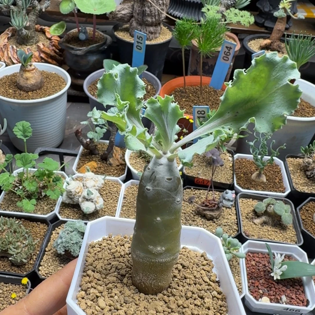 雪鹿厚墩菊860 仙人球