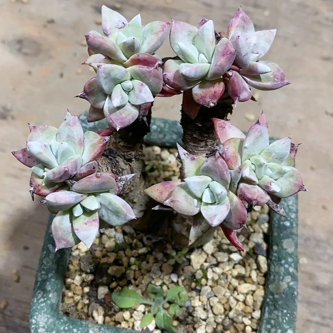 【闪购商品】法瑞诺沙苹果叶多肉2282