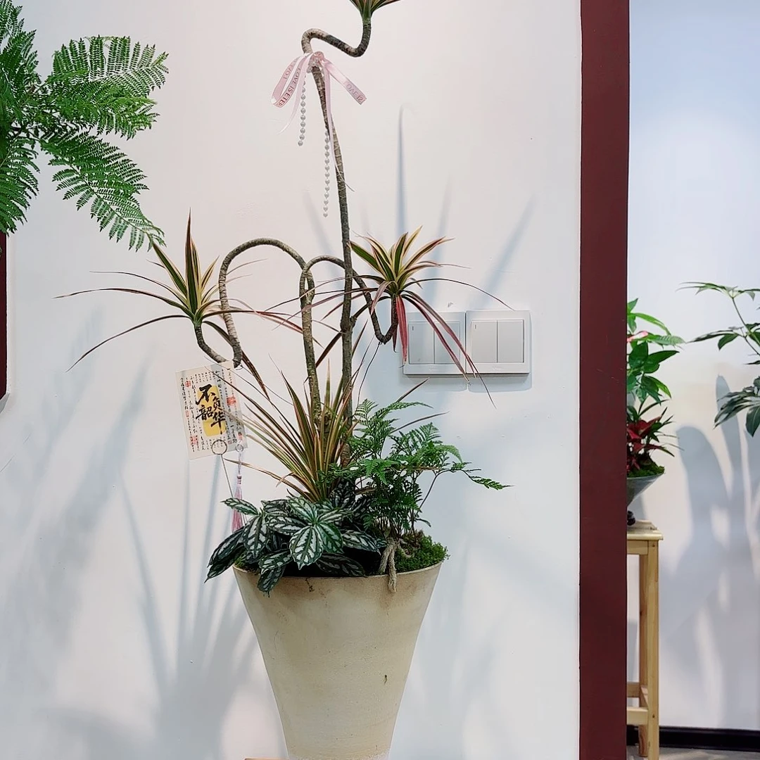 无花朵高端绿植一物一拍